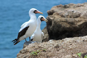 Nazca boobies on Isla de la Plata in Machalilla National Park