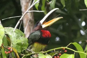 Colorful Arasari Bird in the Ecuadorian Jungle