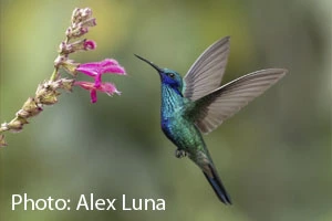Mindo birdwatching day tour