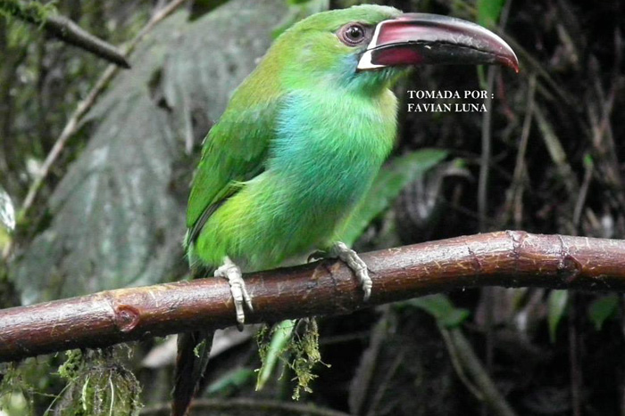 Birdwatching in San Tadeo near Mindo