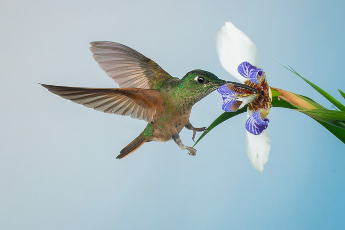 Hummingbirds sanctuary in San Tadeo near Mindo