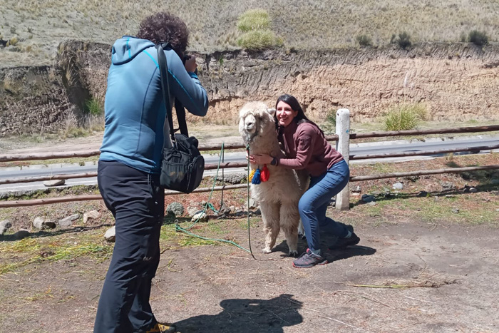 In Tigua, as well as around the lagoon, you can take photos with alpacas for 1 dollar
